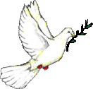 Peace dove.gif