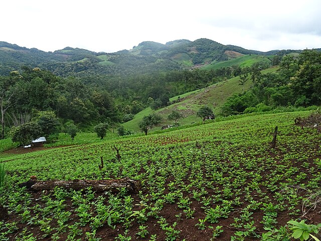 640px-Peanuts_field_in_Pang_Mapha_District_1.jpg (640×480)