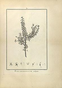 Botanical illustration of Pelargonium crispum, showing the small, crisped leaves arranged in two opposite rows along the stems. Pelargonium crispum.jpg