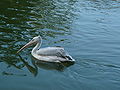 * Nomination Pink-backed pelican --Remi Mathis 06:32, 30 March 2011 (UTC) * Decline Underexposed, noisy, blurry, strange composition. --Quartl 17:37, 6 April 2011 (UTC)