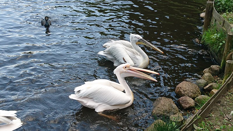 File:Pelikane bei einer Fütterung 3.jpg