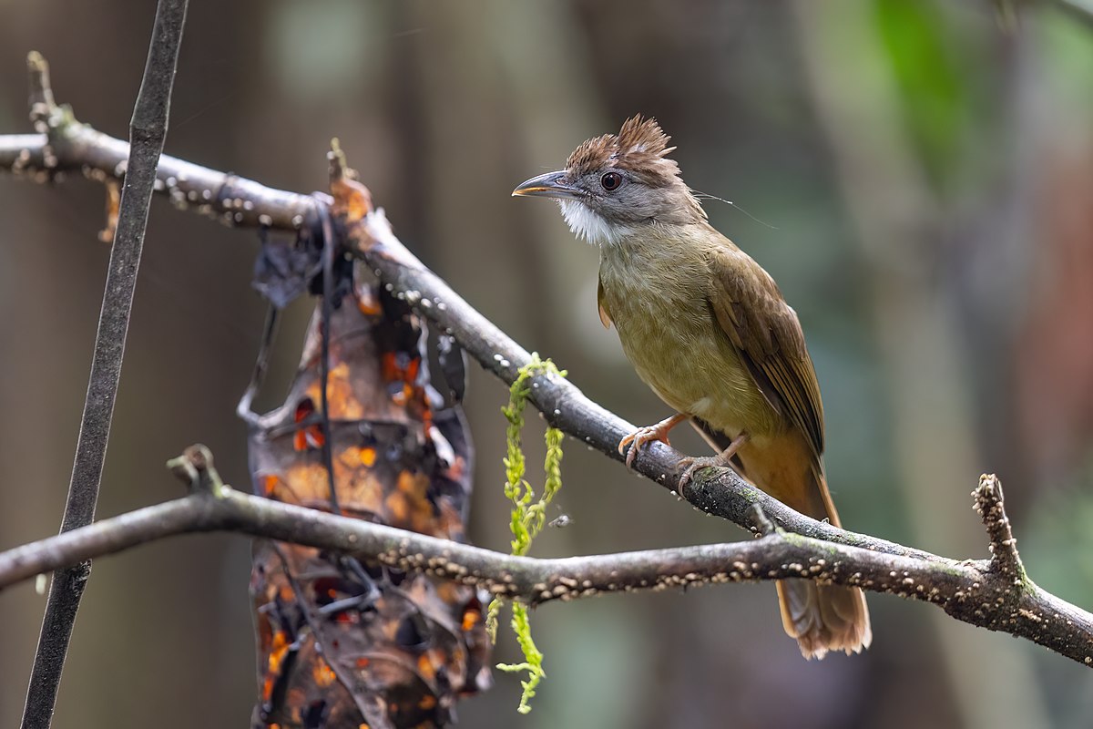 Penan bulbul - Wikipedia