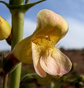 Penstemon bicolor