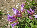 Penstemon strictiformis