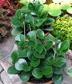 <i>Peperomia obtusifolia</i> Species of flowering plant