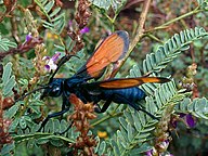 State Insect of Mexico