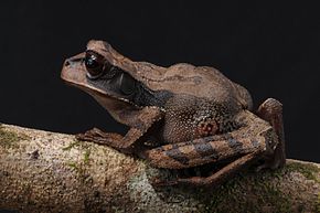 Kuvan kuvaus Perereca - Marsupial - Gastrotheca recava - Carregando seus ovos nas costas.jpg.