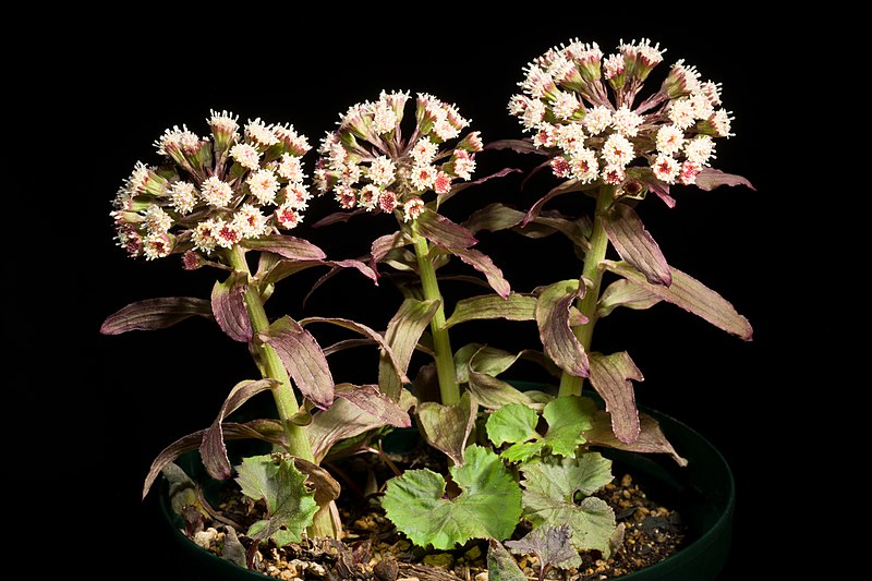 File:Petasites japonicus 'Red type' (Siebold & Zucc.) Maxim.- Award 34th Demidovian Prize 212 (1866). 20220425 075923.jpg