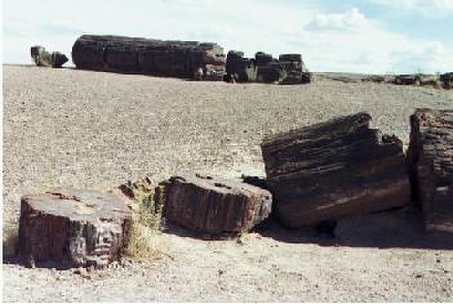 File:Petrified_trees11.jpg