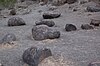 Painted Rock Petroglyph Site