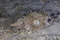 * Nomination Birdbeak burrfish (Cyclichthys orbicularis), Zanzibar, Tanzania --Poco a poco 06:27, 30 August 2024 (UTC) * Promotion  Support Good quality. --Mike Peel 13:23, 31 August 2024 (UTC)