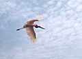 Jabiru mycteria