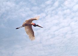 Brazilinis jabiru (Jabiru mycteria)