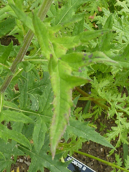 File:Phacelia tanacetifolia (Boraginaceae) leaves.JPG