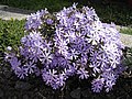 Phlox bifida