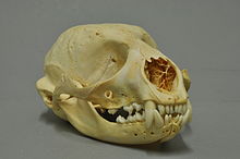 Skull of a harbor seal Phoca vitulina 05 MWNH 1464.JPG