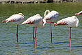 Camargue, France