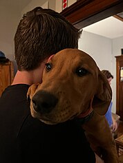 A dog companion in the arms of its human owner. Photo of dog.jpg