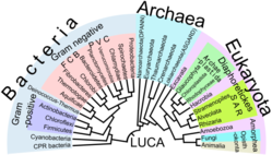 Filogenetsko drevo s prikazom raznolikosti prokariontov v primerjavi z evkarionti