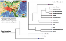 Phylogenetic position of East Asian lineages among other Eastern Eurasians