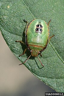 <i>Piezodorus guildinii</i> species of insect