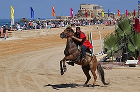 Illustratives Bild des Pferdes in Israel stehend
