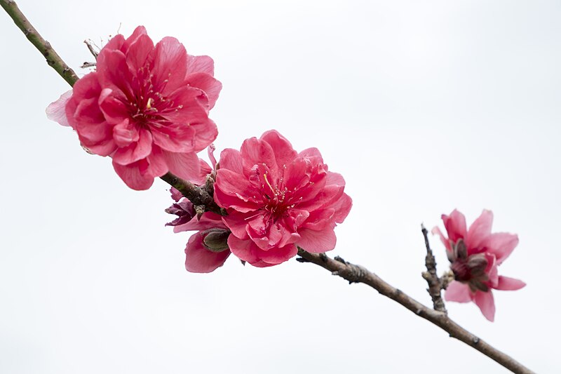 File:Pink peach blossom in Dongguan, China.jpg