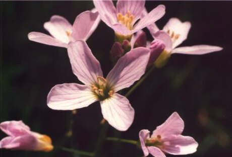 Cardamine pratensis