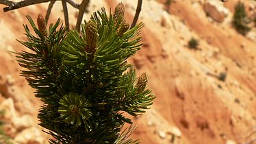 Bristlecone pine, Bryce Canyon Utah