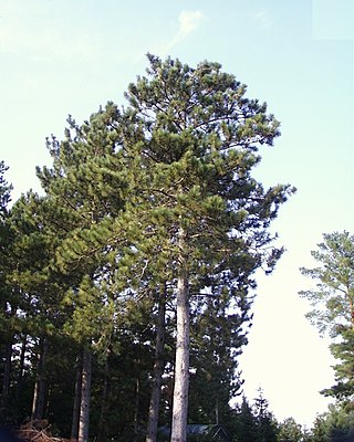 <i>Pinus resinosa</i> Species of plant (coniferous tree)