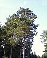 Pinus resinosa, or red pine.