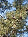 Foliage and cones in Incheon, Korea