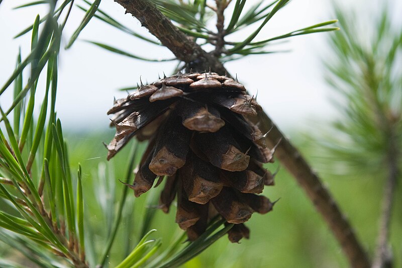 File:Pinus virginiana7.jpg