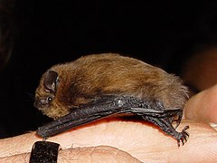 Кафяво прилепче (P. pipistrellus)