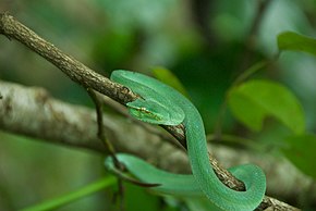 Descrierea imaginii Pit Viper (3678644029) .jpg.