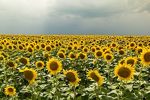 Agriculture En Russie