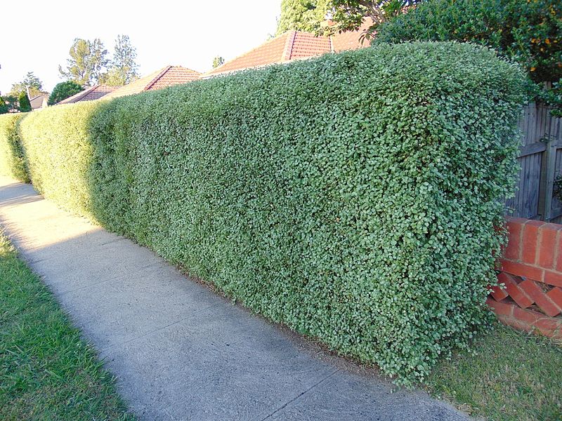 File:Pittosporum tenuifolium 'Silver Sheen' hedge.jpg