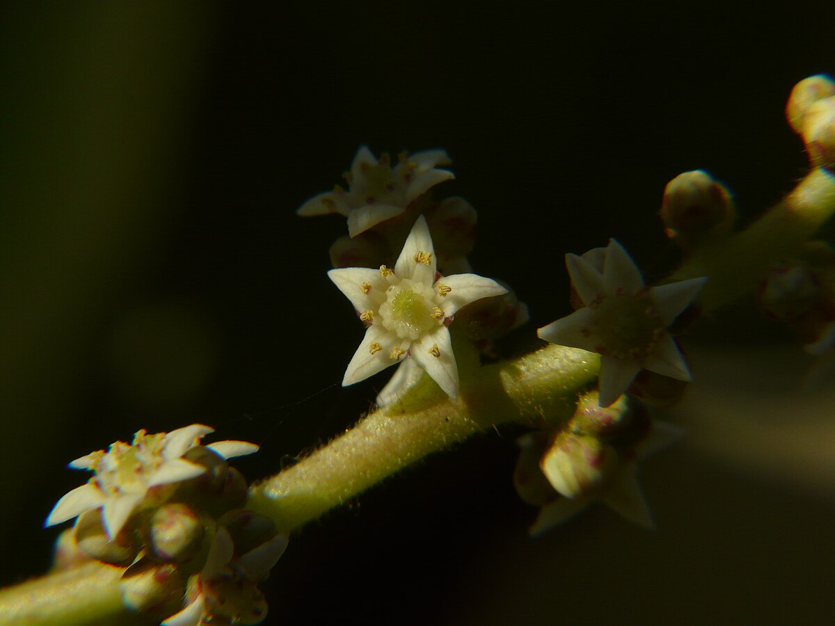 Пыяла википедия. Rottboellia cochinchinensis. Ланзан.