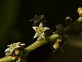 Detail květů Buchanania cochinchinensis