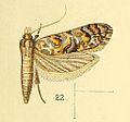 Miniatura para Siloscinae