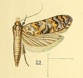 Autochthonus chalybiellus