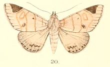 T. 5-20-Dordura aliena Walker, 1865. (sin.Dordura apicialis) .JPG