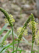 Plantago alpina