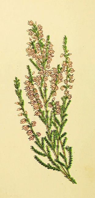 Plantenschat1898 246 118 Struikheide.—Calluna vulgaris.jpg