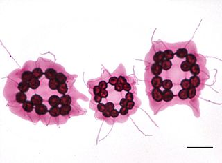 <i>Platydorina</i> Genus of algae