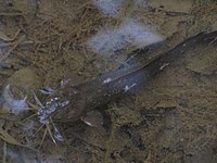 Plotosus-canius-under-water.jpg