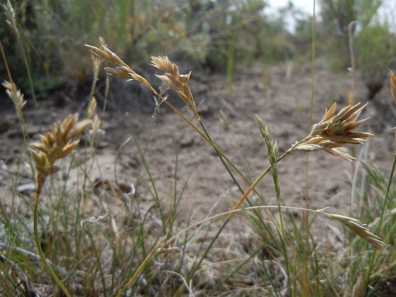 File:Poa fendleriana (6170246909).jpg