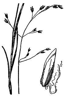 <i>Poa paludigena</i>