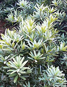 Detail of the characteristic foliage of the real yellowwood