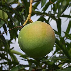 Poh endog (=egg-mango). Planted in Pandeglang, Banten (west Java)